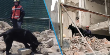 Héroe entre escombros: Así fue entrenado Togo, perrito que ayudó en el rescate de cuerpos en San Antonio Abad