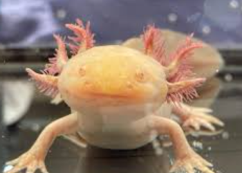 ¡Ajolotes en el Centro Histórico! Descubre dónde ver a estos tiernos animalitos en la CDMX