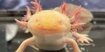 ¡Ajolotes en el Centro Histórico! Descubre dónde ver a estos tiernos animalitos en la CDMX