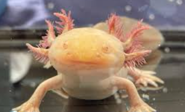 ¡Ajolotes en el Centro Histórico! Descubre dónde ver a estos tiernos animalitos en la CDMX