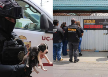 Rescatan Perros y Hallan Restos de Animales en Maletas en Falsa Veterinaria en Ecatepec