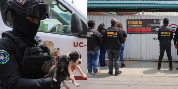 Rescatan Perros y Hallan Restos de Animales en Maletas en Falsa Veterinaria en Ecatepec