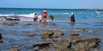 Muere ballena tras encallar en playa de Sinaloa; es la segunda en el estado este año