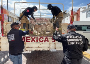 Rescatan 700 animales hacinados en casa vinculada a ´Los 300′ en Ecatepec