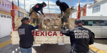 Rescatan 700 animales hacinados en casa vinculada a ´Los 300′ en Ecatepec