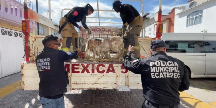 Rescatan 700 animales hacinados en casa vinculada a ´Los 300′ en Ecatepec