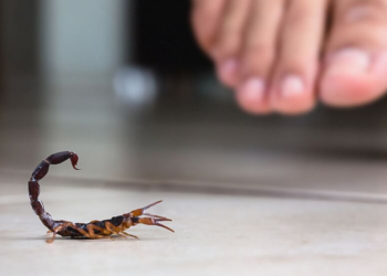 Segunda muerte por picadura de alacrán en Durango; fallece turista menor de edad