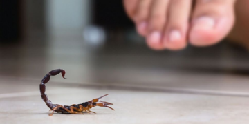 Segunda muerte por picadura de alacrán en Durango; fallece turista menor de edad