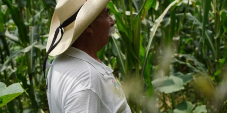 SEGOB – Agricultura: “Productores maíz blanco y amarillo, han recibido más de 1,800 MDP”