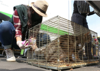 Vecinos bloquean Avenida Cuauhtémoc en protesta por megaproyecto inmobiliario en Benito Juárez