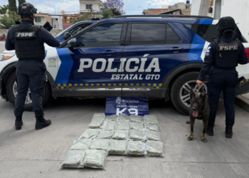 unidad canina detecta y logra decomiso de 13 kilos de mariguana en Irapuato y León, Guanajuato