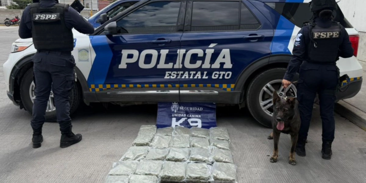unidad canina detecta y logra decomiso de 13 kilos de mariguana en Irapuato y León, Guanajuato