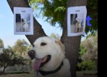 Extorsionadores usan Inteligencia Artificial para engañar a dueños de mascotas perdidas en CDMX