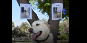 Extorsionadores usan Inteligencia Artificial para engañar a dueños de mascotas perdidas en CDMX