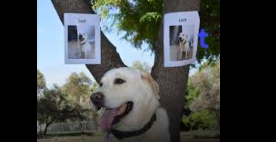 Extorsionadores usan Inteligencia Artificial para engañar a dueños de mascotas perdidas en CDMX