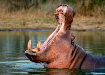 Francia presenta hoja de ruta para eliminar las energías fósiles