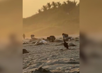 Denuncian saqueo de huevos de tortuga golfina en playas de Oaxaca