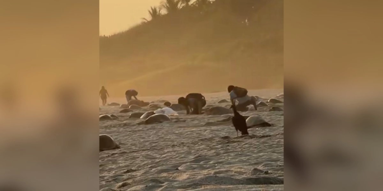 Denuncian saqueo de huevos de tortuga golfina en playas de Oaxaca