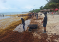Recogen más de 16 mil toneladas de sargazo en costas de Quintana Roo