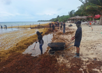 Recogen más de 16 mil toneladas de sargazo en costas de Quintana Roo