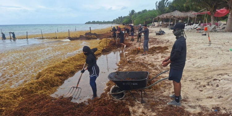Recogen más de 16 mil toneladas de sargazo en costas de Quintana Roo