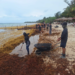 Recogen más de 16 mil toneladas de sargazo en costas de Quintana Roo