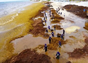 SARGAZO MORTAL EN QUINTANA ROO