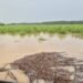 SE INUNDA LA CAÑA DE Q. ROO