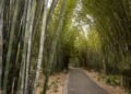 Islas verdes contra el calor