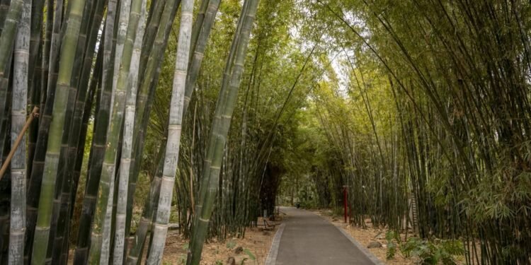 Islas verdes contra el calor