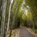 Islas verdes contra el calor