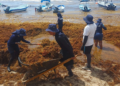 Marina recolecta más de 39 mil toneladas de sargazo en QR