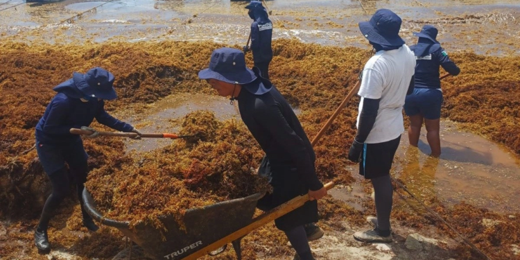 Marina recolecta más de 39 mil toneladas de sargazo en QR
