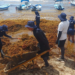 Marina recolecta más de 39 mil toneladas de sargazo en QR