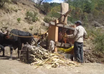 En Oaxaca, trabajadores “viven” con 95 pesos al día