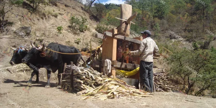 En Oaxaca, trabajadores “viven” con 95 pesos al día