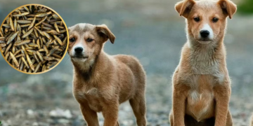 Detectan el primer caso de gusano barrenador en la CDMX, en un perro dóberman con una herida en la oreja en la alcaldía Tlalpan