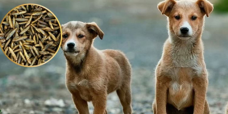 Detectan el primer caso de gusano barrenador en la CDMX, en un perro dóberman con una herida en la oreja en la alcaldía Tlalpan