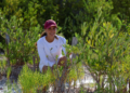 UNE ESFUERZOS ANA PATY PERALTA PARA CONSERVACIÓN Y PROTECCIÓN DE MANGLARES EN LAGUNA NICHUPTÉ
