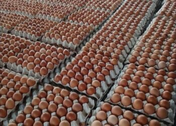 ¿POR QUÉ EL HUEVO BAJÓ DE PRECIO EN MÉXICO?