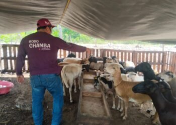 En PDC apoyan actividad pecuaria