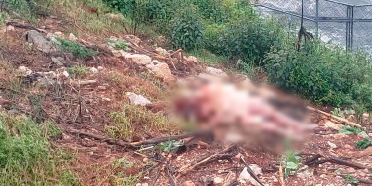 Localizan cuerpo de mujer con huellas de tortura y abuso en Zinacantán, Chiapas