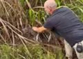 INVESTIGAN EN BELICE PRESUNTA MANIPULACIÓN ILEGAL DE CACHORRO DE JAGUAR