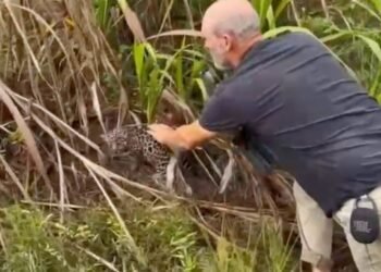 INVESTIGAN EN BELICE PRESUNTA MANIPULACIÓN ILEGAL DE CACHORRO DE JAGUAR