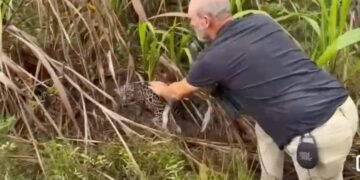 INVESTIGAN EN BELICE PRESUNTA MANIPULACIÓN ILEGAL DE CACHORRO DE JAGUAR