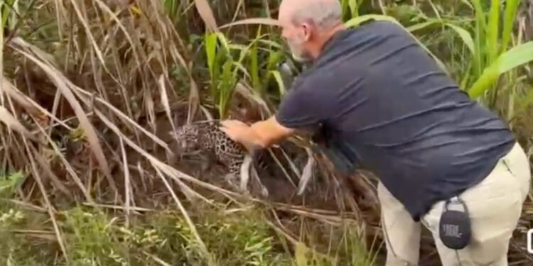 INVESTIGAN EN BELICE PRESUNTA MANIPULACIÓN ILEGAL DE CACHORRO DE JAGUAR