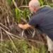 INVESTIGAN EN BELICE PRESUNTA MANIPULACIÓN ILEGAL DE CACHORRO DE JAGUAR