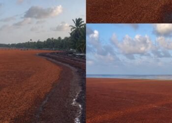 EL SARGAZO DESAPARECIÓ LA PLAYA