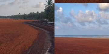 EL SARGAZO DESAPARECIÓ LA PLAYA