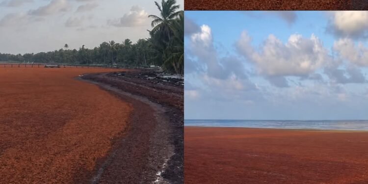 EL SARGAZO DESAPARECIÓ LA PLAYA